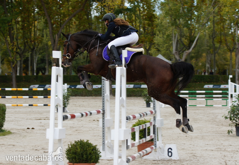 Holstien {TYPE}