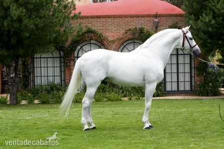 Super encantador blanco Hannoveriano castrado in 