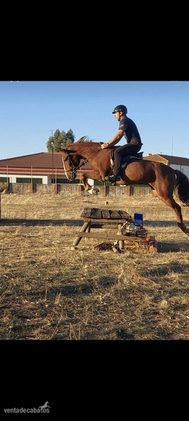 Vendo caballo luso-aabe in 