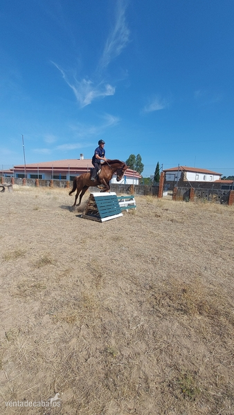Caballos Capados Luso arabe - Vendo caballo luso-aabe