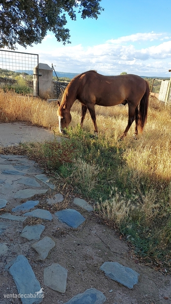 Vendo caballo luso-aabe - Caballos Capados Luso arabe