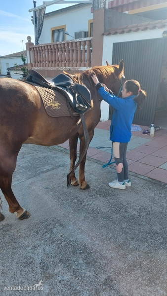 Vendo caballo luso-aabe - Luso arabe