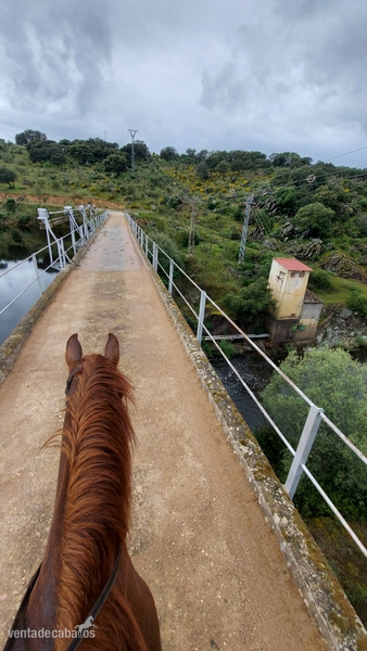Vendo caballo luso-aabe - Caballos Capados