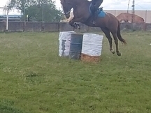 Vendo caballo luso-aabe