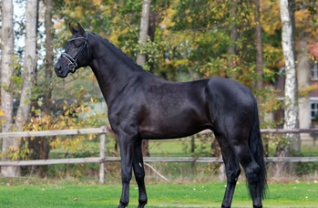 Super encantador castrado Hannoveriano negro