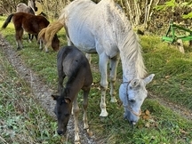 Yegua domada con potra de 4 meses