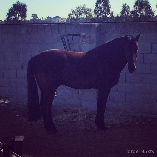 Caballos Pura Raza Española (P.R.E.) Pura Raza Española - Venta de caballo