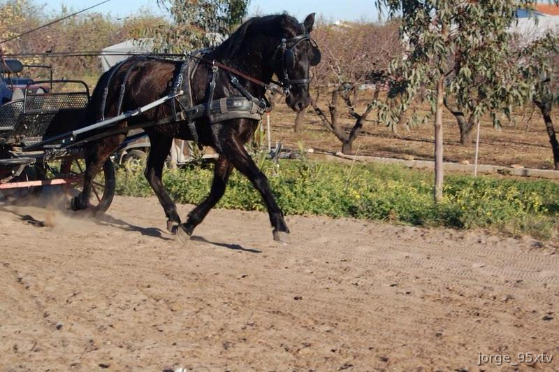 Pura Raza Española {TYPE}