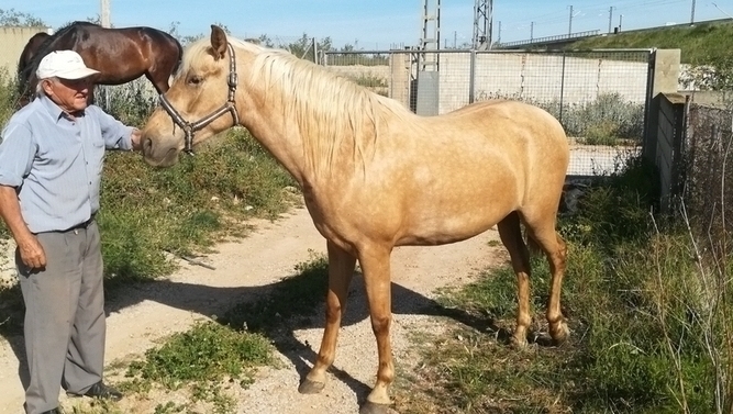 VENDO DOS POTRAS - Potras Español