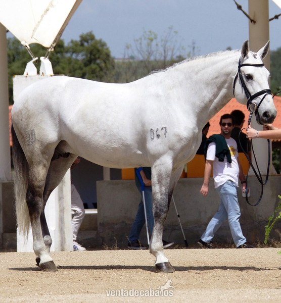 Caballo puro sangre lusitano en venta in 