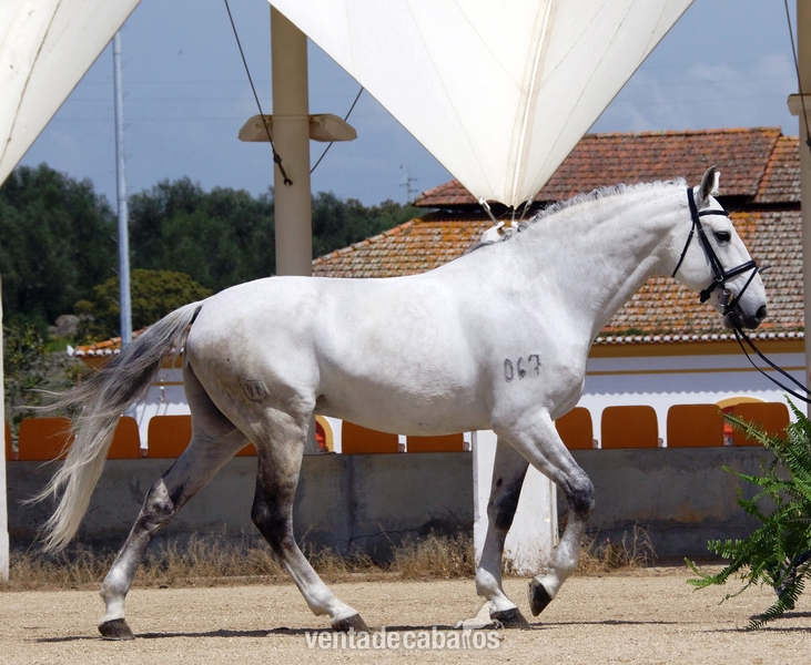 Puro sangre lusitano