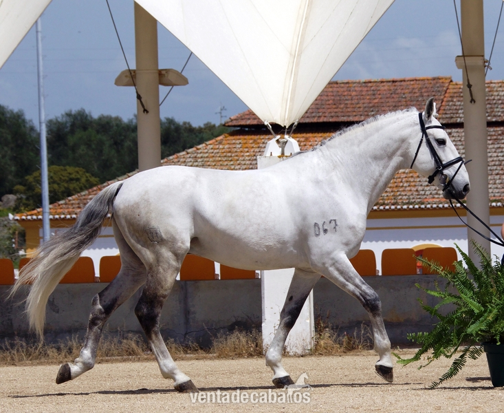 Puro sangre lusitano {TYPE}