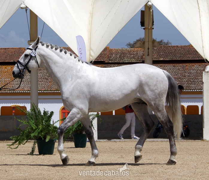 Caballos Enteros Puro sangre lusitano - Caballo puro sangre lusitano en venta