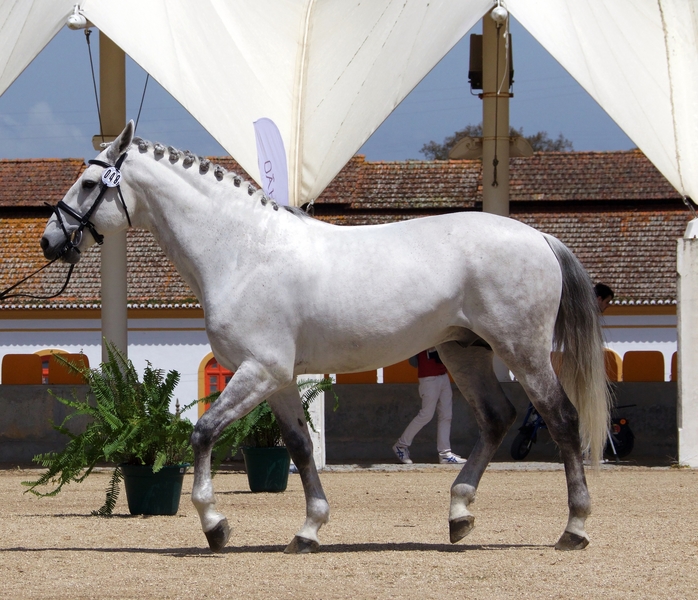 Caballos Enteros Puro sangre lusitano - Caballo puro sangre lusitano en venta