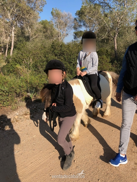 PONY SHETLAND CASTANO CREMA 15 ANOS in 