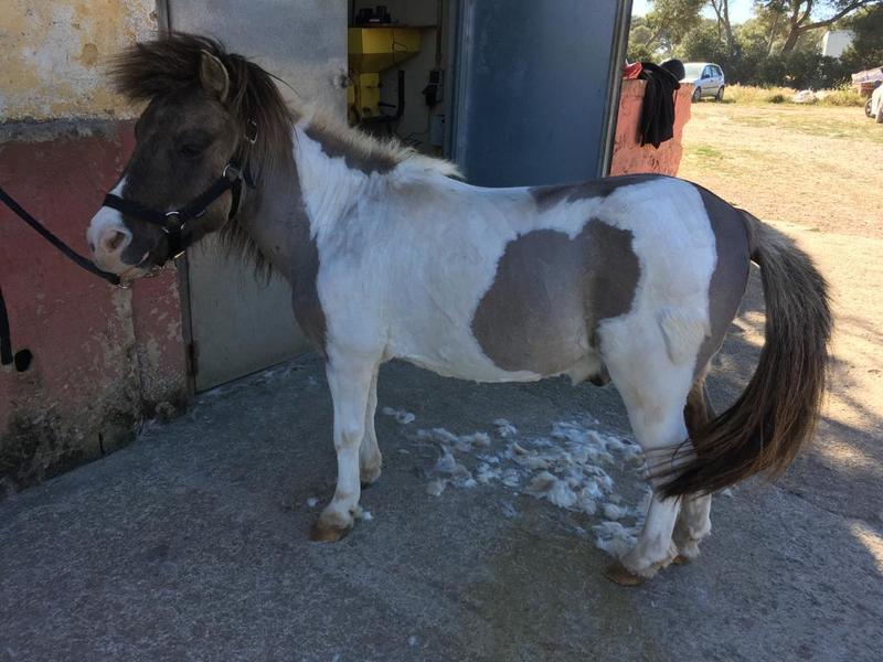 PONY SHETLAND