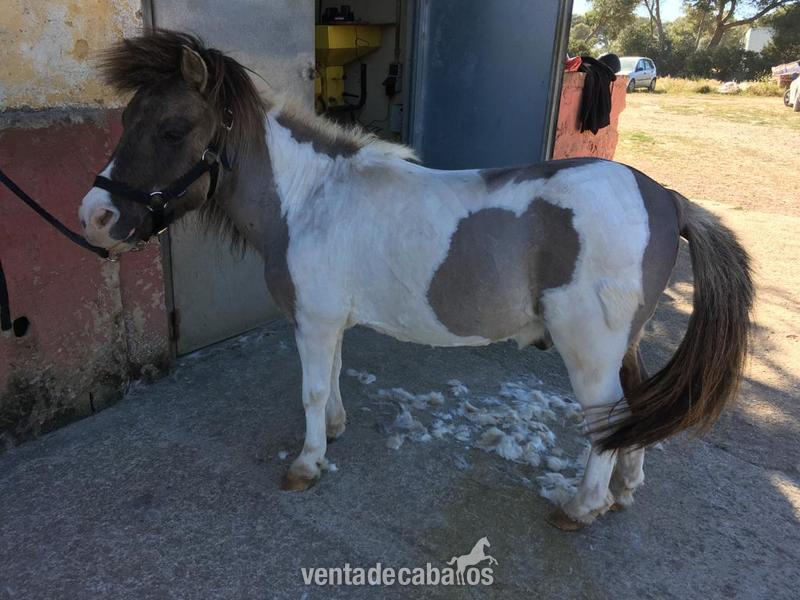 PONY SHETLAND