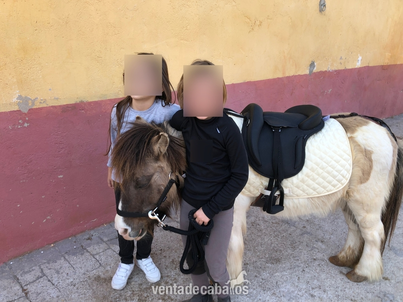 PONY SHETLAND {TYPE}