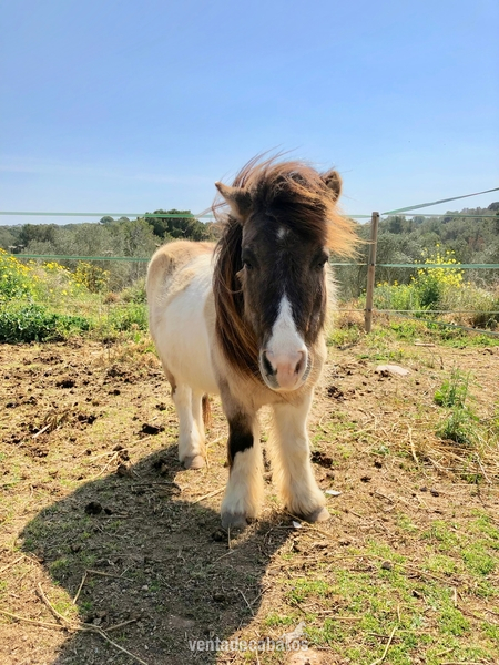 Ponis Pony Club PONY SHETLAND - PONY SHETLAND CASTANO CREMA 15 ANOS