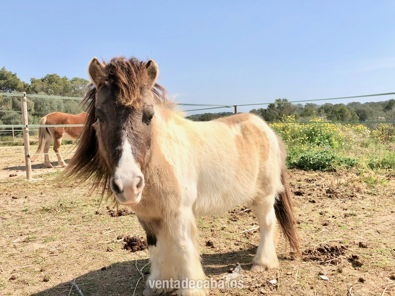 PONY SHETLAND CASTANO CREMA 15 ANOS - Ponis Pony Club PONY SHETLAND