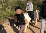 PONY SHETLAND CASTANO CREMA 15 ANOS
