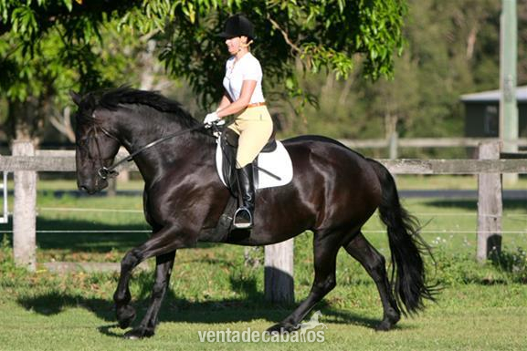 Hannoveriano {TYPE}