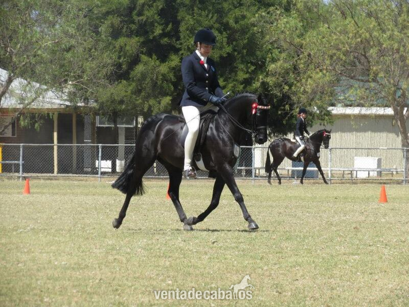 Caballos Capados Hannoveriano - Super Atractivo Castrado Hannoveriano Negro