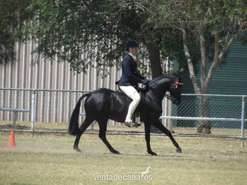 Super Atractivo Castrado Hannoveriano Negro - Caballos Capados Hannoveriano