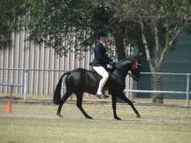 Super Atractivo Castrado Hannoveriano Negro