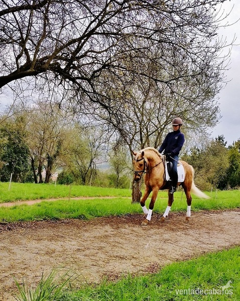 Caballo perla 6 años in 