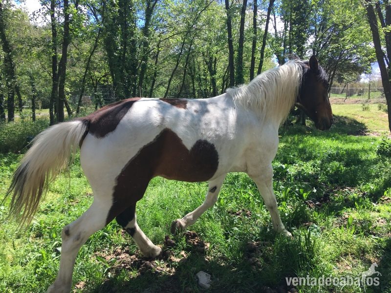 Se vende yagua Appaloosa  in 