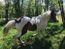 Se vende yagua Appaloosa 