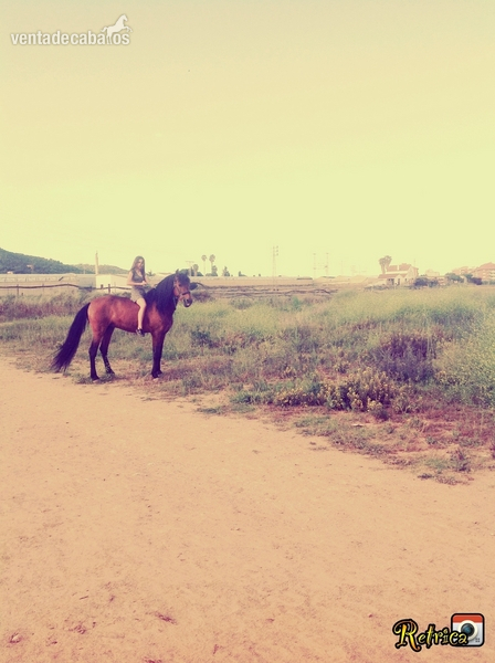 Busco caballo (urgente)  in 