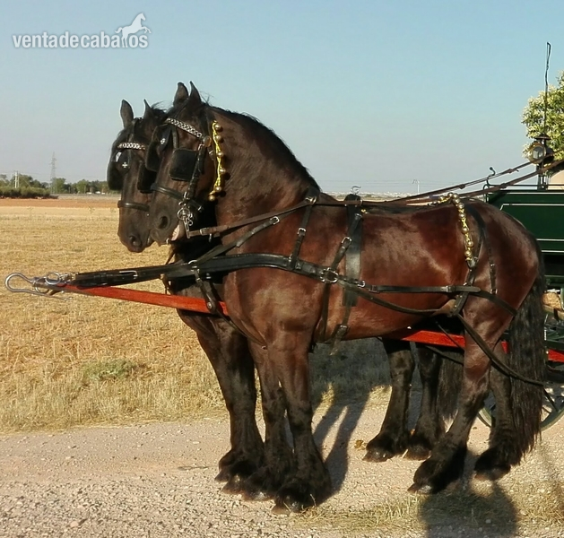 Tronco de caballos frisones in 
