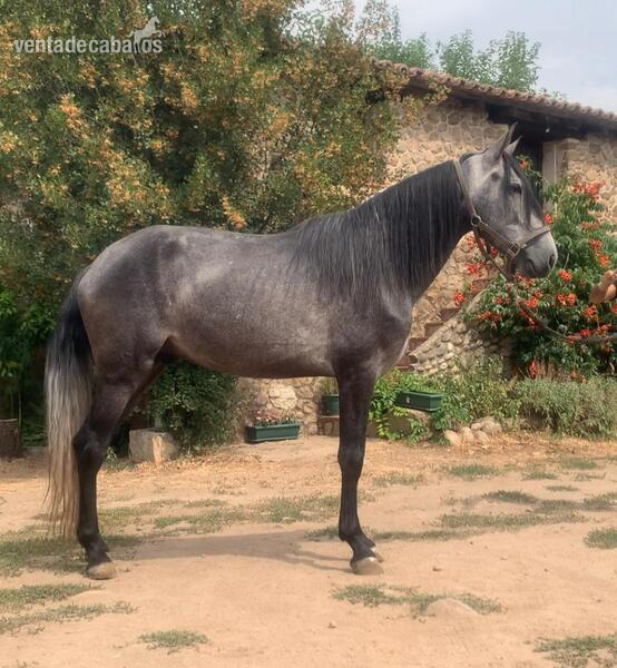 Caballo entero CDE in 