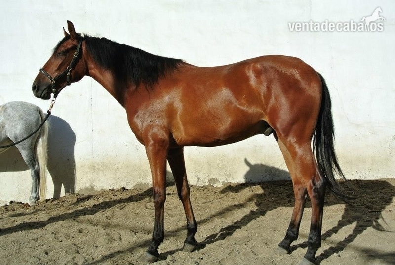 Descarao en Venta in 