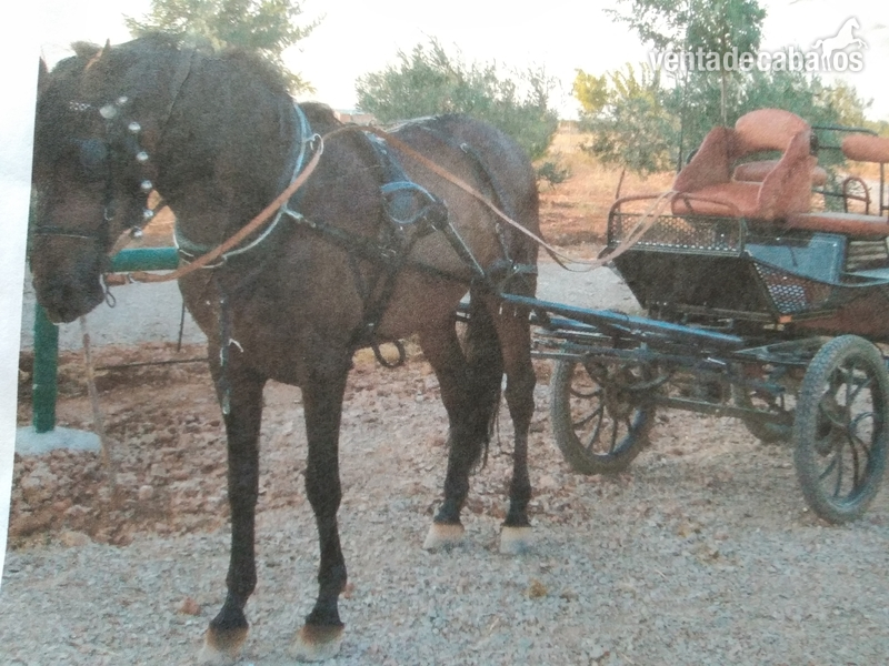 Trotón mallorquín capado in 