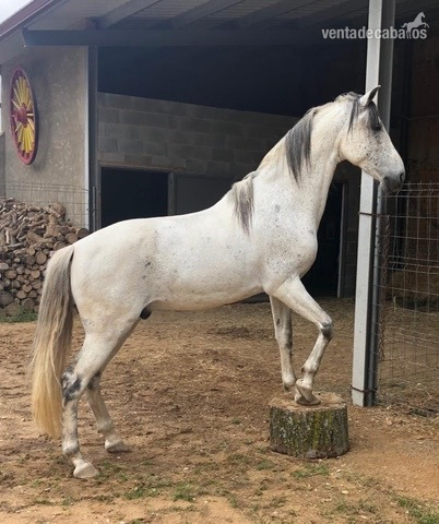 Vendo caballo de deporte español in 