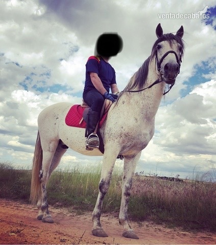 Caballo de Deporte Español (CDE)