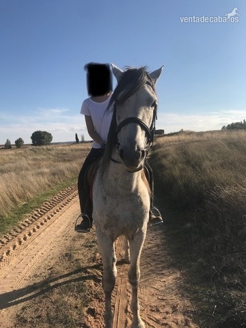 Caballo de Deporte Español (CDE) {TYPE}