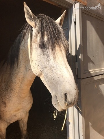 Caballos Capados Caballo de Deporte Español (CDE) - Vendo caballo de deporte español