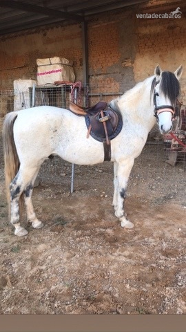 Vendo caballo de deporte español - Caballos Capados Caballo de Deporte Español (CDE)