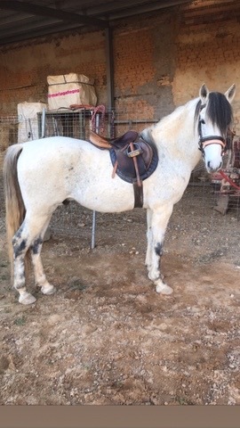 Vendo caballo de deporte español - Caballos Capados Caballo de Deporte Español (CDE)