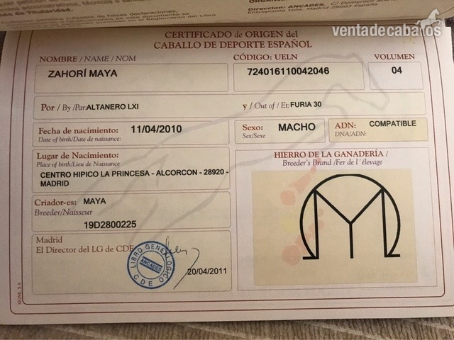 Vendo caballo de deporte español - Caballo de Deporte Español (CDE)