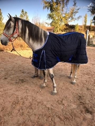 Vendo caballo de deporte español - Caballos Capados