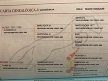 Vendo caballo de deporte español