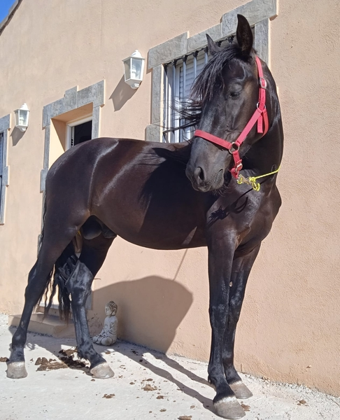POTRO 3 AÑOS PRE ENTERO - Potros PRE