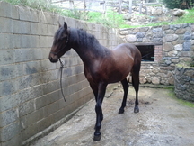 Potro tres sangres