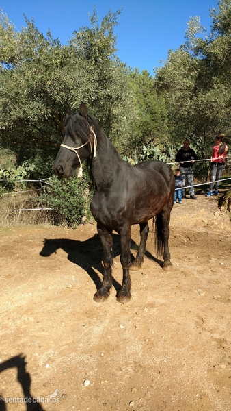Frisón