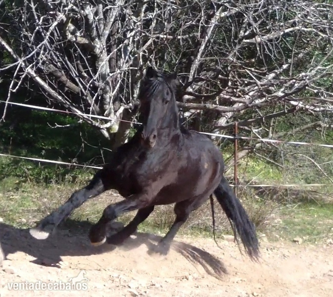 Busco/Cambio/Cedo Caballo Frisón - Frisón x dos whells
